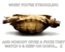 Turtle Upside Down Turtle GIF - Turtle Upside Down Turtle Funny GIFs
