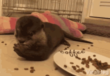 Feast Famished GIF - Feast Famished Hungry GIFs
