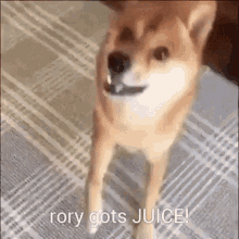 Rory Juice GIF - Rory Juice Shibes GIFs