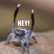 Jumping Spider Wave GIF - Jumping Spider Wave Hey GIFs