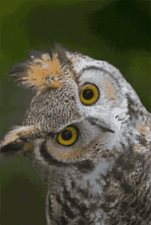 Owl Blink GIF - Owl Blink Turn Head GIFs