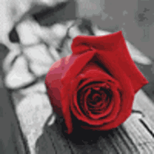 Red Rose A Rose For You GIF - Red Rose Rose A Rose For You GIFs
