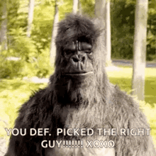 gorilla thumbs up boxing two thumbs up you def picked the right guy