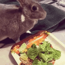Salad Lunch GIF - Salad Lunch Bunny Food GIFs