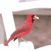 cardinal bird red watching flying