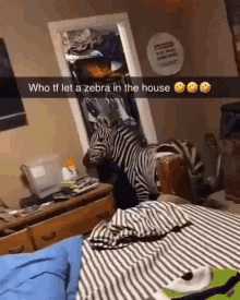 Who Tf Let A Zebra In The House Zebra GIF - Who Tf Let A Zebra In The House Zebra House GIFs