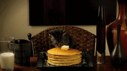 cat-pancakes.gif