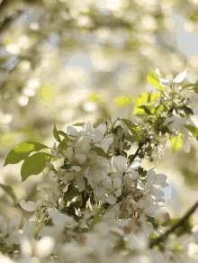 Spring Flowers GIF - Spring Flowers Nature GIFs
