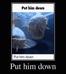 Put Him Down Isopod GIF - Put Him Down Isopod Lift Him GIFs