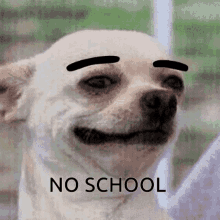 No School No Classes GIF - No School No Classes Eyebrow Raised GIFs