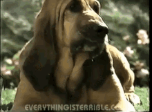 bloodhound hound dog animal pet bloodhound hound dog animal pet