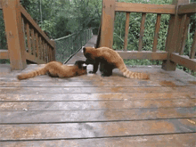 Red Panda Fight GIF - Red Panda Fight Cuddle GIFs