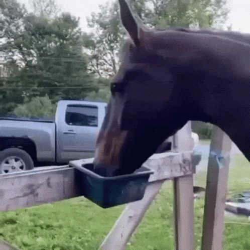 Silly Horse Drunk Horse GIF - Silly Horse Horse Drunk Horse GIFs