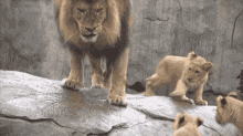 Little Lion Big Lion GIF - Little Lion Big Lion Lion Fight GIFs