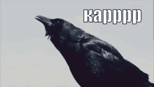 crow raven kar vorona