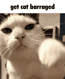 cat barrage jojo cat barrage cat punched
