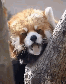 Red Panda Yawn GIF - Red Panda Yawn Red Panda Yawn GIFs
