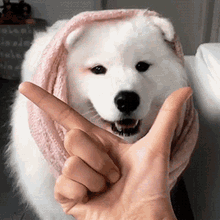 Cute Dog GIF - Cute Dog Puppy GIFs