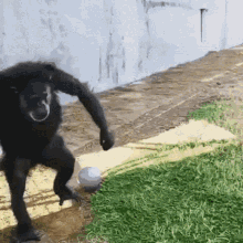 monkey-ball.gif