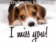 Puppy Miss You GIF - Puppy Miss You I Miss You GIFs