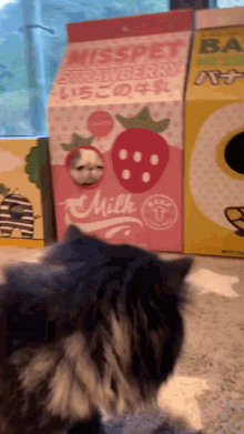 Cat Milk Carton GIF - Cat Milk Carton Strawberry GIFs