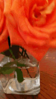 Orange Roses GIF - Orange Roses Flowers GIFs