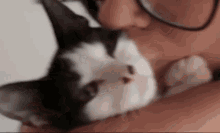 Lyna Evelyn Vallejos GIF - Lyna Evelyn Vallejos Cat GIFs