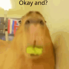 Capybara Okay And GIF - Capybara Okay And Who Asked GIFs