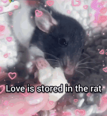 Love Rat GIF - Love Rat Cute GIFs