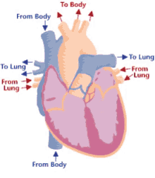 heartbeat cardiovascular
