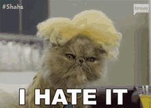 I Hate It Serious Face GIF - I Hate It Serious Face Mad Cat GIFs