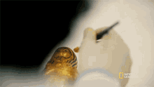 Cleaning The Tomb Of Tutankhamun GIF - Cleaning The Tomb Of Tutankhamun Lost Treasures Of Egypt GIFs