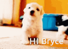 Hi Bryce Orionsbelt GIF - Hi Bryce Orionsbelt Bryce GIFs