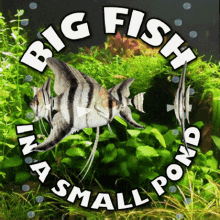 Big Fish In A Small Pond Very Important Person GIF - Big Fish In A Small Pond Very Important Person Angel Fish GIFs