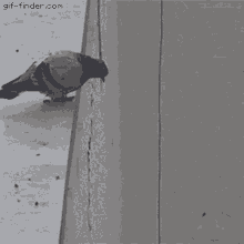 falling pigeon
