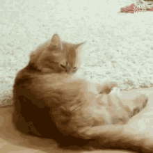 cat licking its fur cat cleaning cat grooming chill sooth