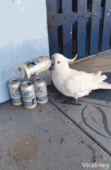 Drinking Beer Bird GIF - Drinking Beer Bird Parrot GIFs