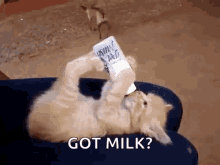Got Milk GIFs | Tenor