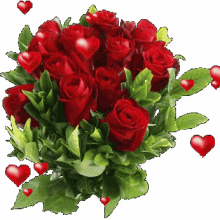 amor flower red flowers purple flowers pink flowers amor flower red flowers purple flowers pink flowers