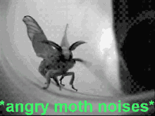 Moth Angry Moth Noise GIF - Moth Angry Moth Noise GIFs