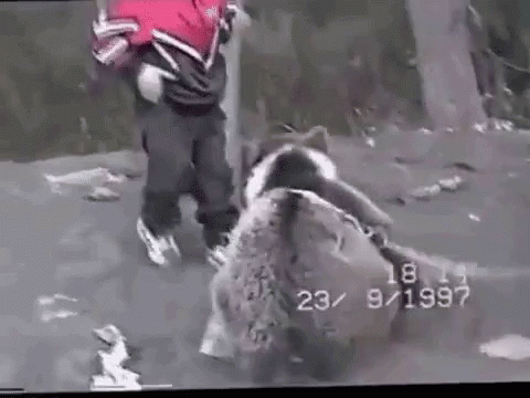 khabib-bear.gif