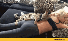 Leopard Massage GIF - Leopard Massage Keysersoze GIFs