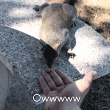 squirrel love crazy animals squirrel love crazy animals