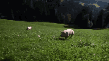 Pig Running GIF - Pig Running Cute GIFs