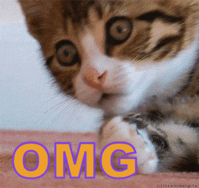 Omg Wow GIF - Omg Wow GIFs