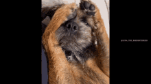 are border terriers affectionate