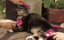 Cat Pampered GIF - Cat Pampered Spoiled GIFs