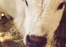 Moomoo GIF - Cow Animals Cute GIFs