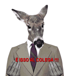 azno burro