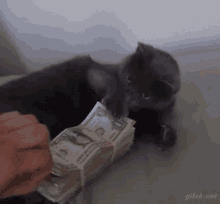 Cat Money GIF - Cat Money Slap GIFs